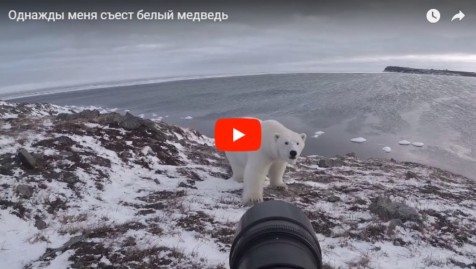 Фотограф из Чукотки: "Когда-нибудь меня съест белый медведь…"