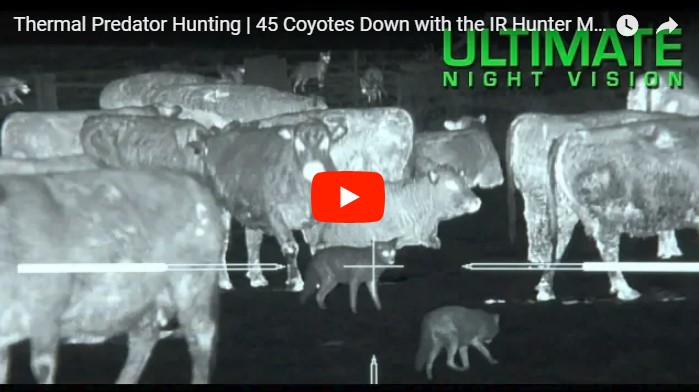 Увлекательное зрелище: американские фермеры против нашествия койотов на фермы