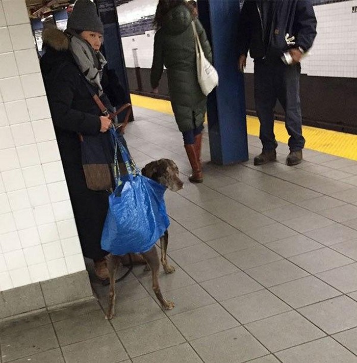 В ньюйоркской подземке запрещено провозить собак. Но если животное с сумке, то можно