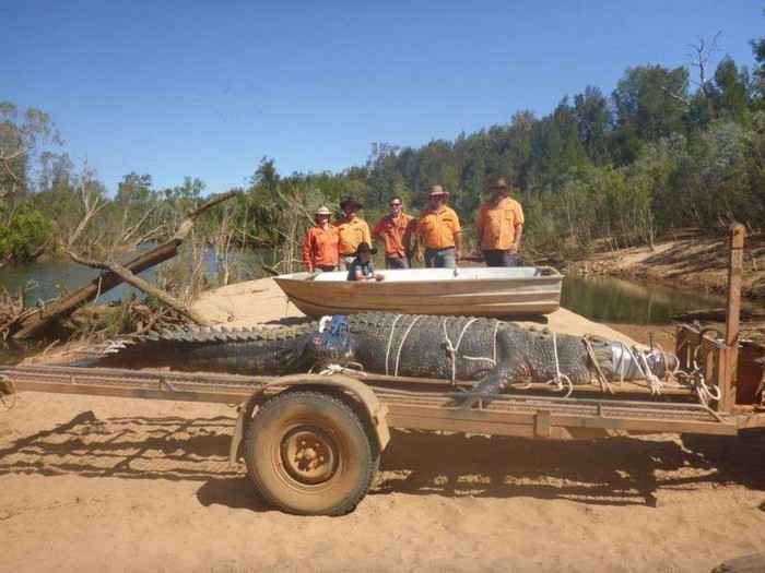 В Австралии 8 лет охотились на гигантского крокодила. Вчера исполин попал в ловушку
