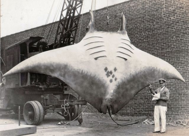 "Великий скат", которого поймал капитан Кан в 1933 году