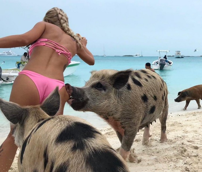 На райском пляже со свинками. Сотни хрюшек оккупировали Багамы, но всем это нравится