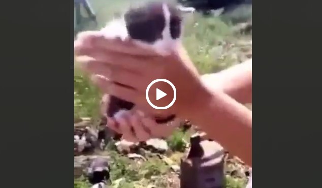 На Алтае студентка отрубила голову маленькому котенку, а ее сестра все это снимала на видео