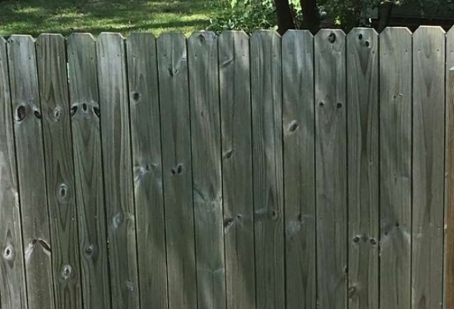 "Шпионы" за забором на соседском участке