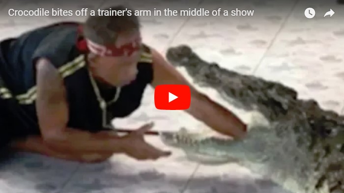 В Таиланде крокодил напал на дрессировщика