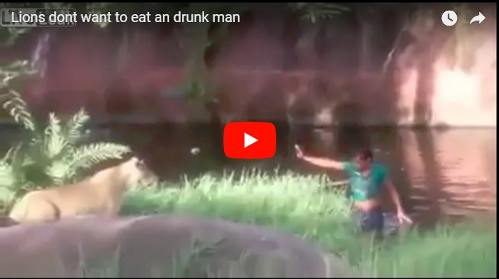 Львы не согласились пообедать пьяницей