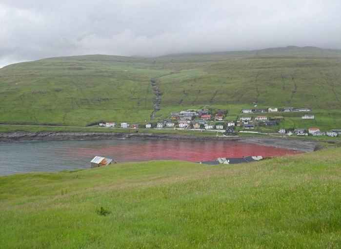 Кровавое месиво на Фарерских островах