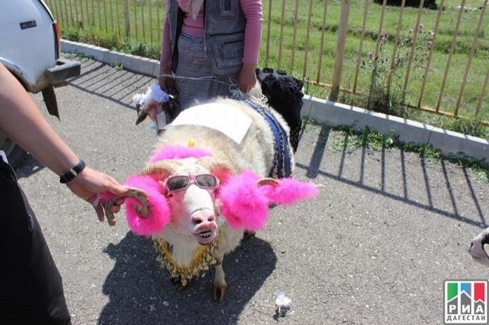 В Дагестане выбирали самую красивую овцу