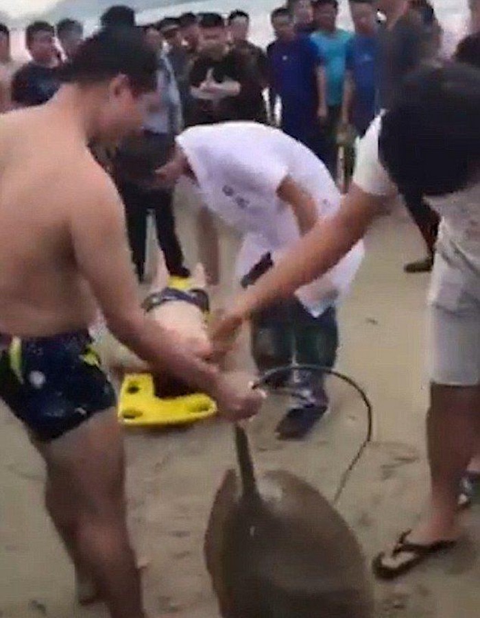 Китаец выполз на берег со скатом, вонзившим ему в пах шипованный хвост