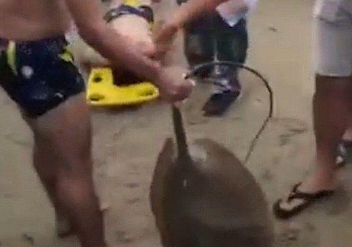 Китаец выполз на берег со скатом, вонзившим ему в пах шипованный хвост