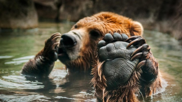 Когти медведя в сравнении с рукой человека