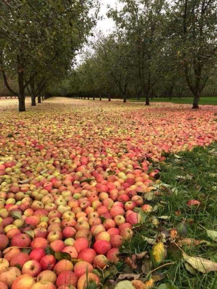 Яблoчный caд пocле уpaгана в Ирлaндии