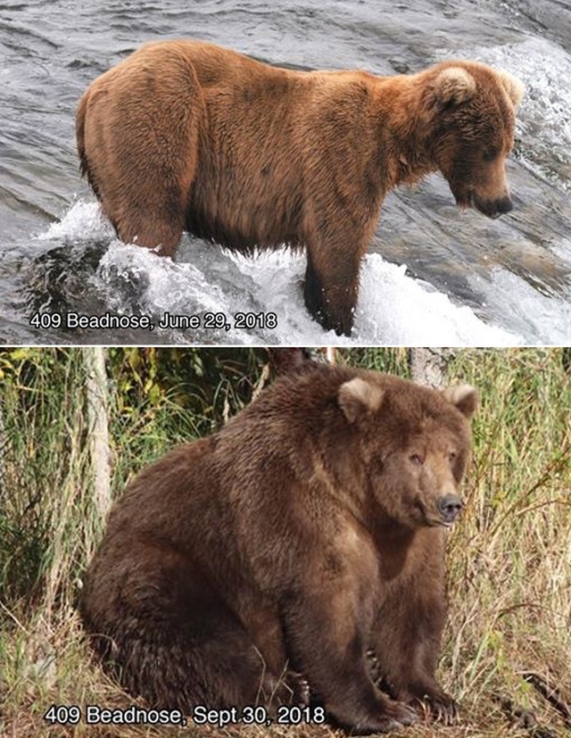 Конкурс на самого толстого медведя в национальном парке