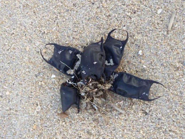 Странные "пластиковые мешки" на побережье Северной Каролины