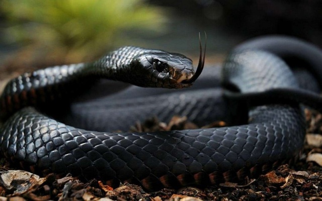 Самые опасные и ядовитые в мире змеи