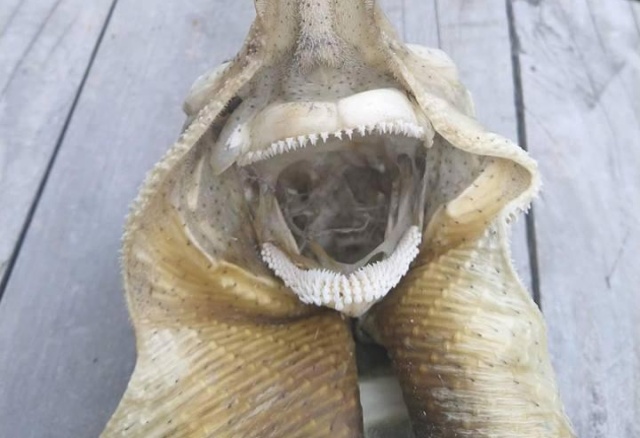 На побережье в Новой Зеландии был найден скелет странного морского чудища