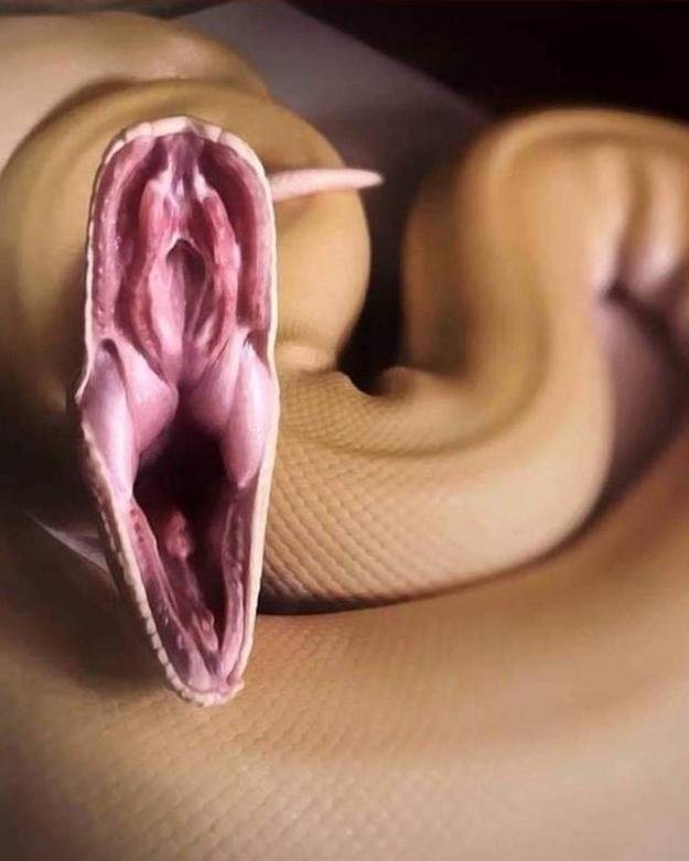 На Tumblr забанили эту фотографию змеи, как слишком откровенную