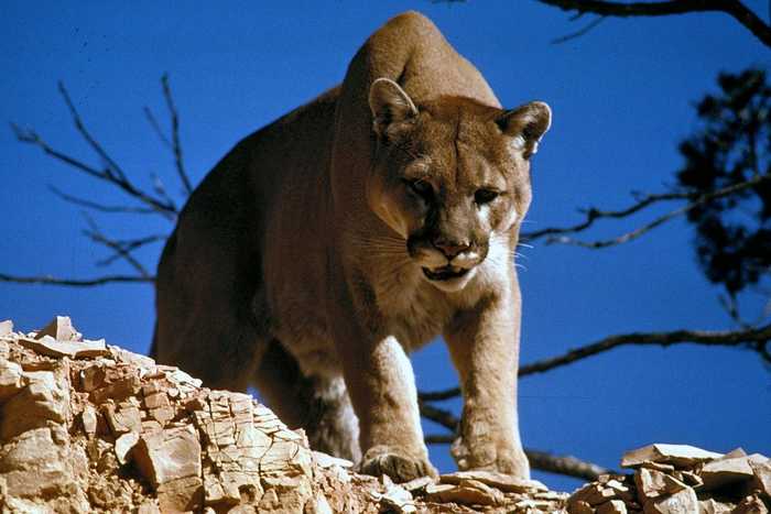 Конан-варвар в реальной жизни: мужик из Колорадо забил горного льва насмерть голыми руками
