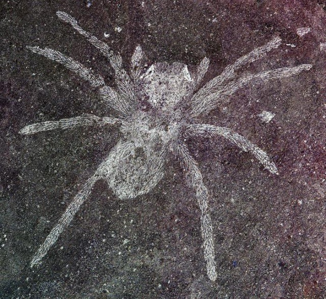 Ученые обнаружили пауков возрастом 110 млн лет со светящимися глазами