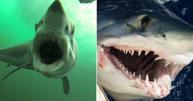 Останки огромной акулы удивили австралийского рыбака