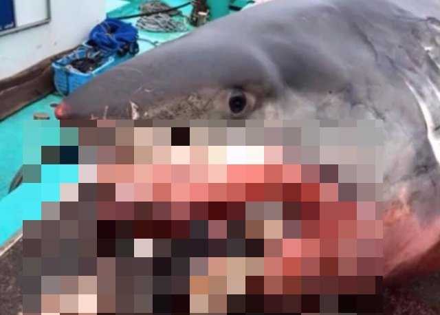 Рыбак из Японии опубликовал фото гигантской белой акулы