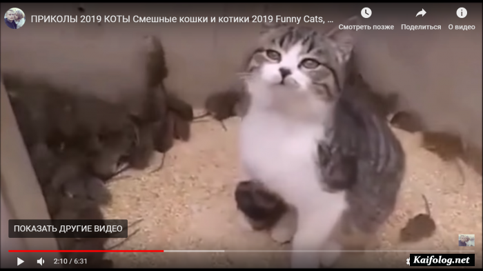 ПРИКОЛЫ 2019 КОТЫ Смешные кошки и котики 2019 Funny Cats, Приколы с котами