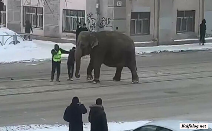 В Екатеринбурге из цирка сбежали слоны