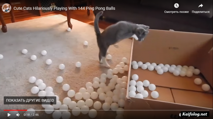 Смешные котики играют с мячиками для пин понга