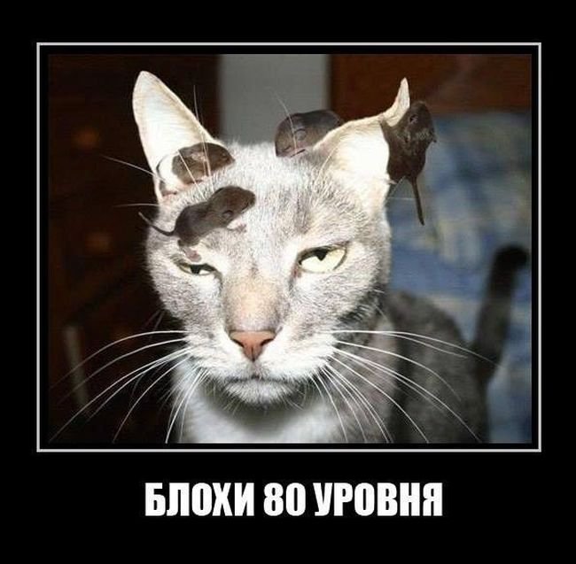 демотиватор