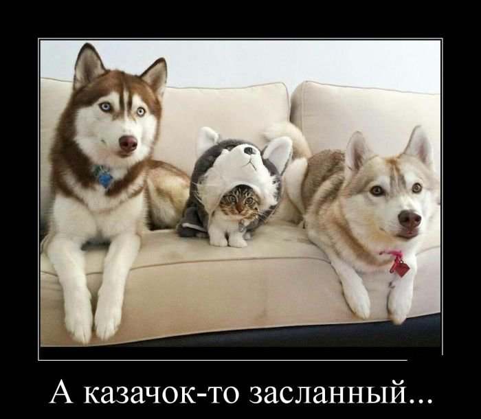 демотиватор