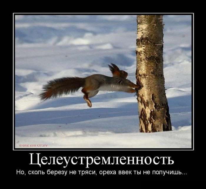 демотиватор