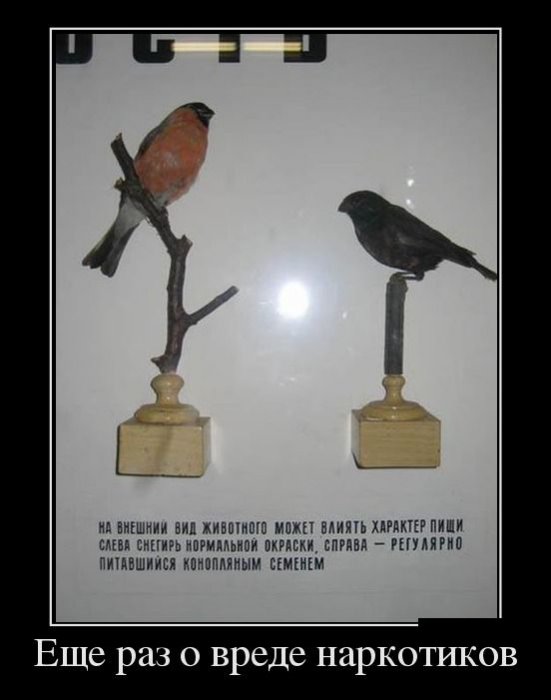 демотиватор