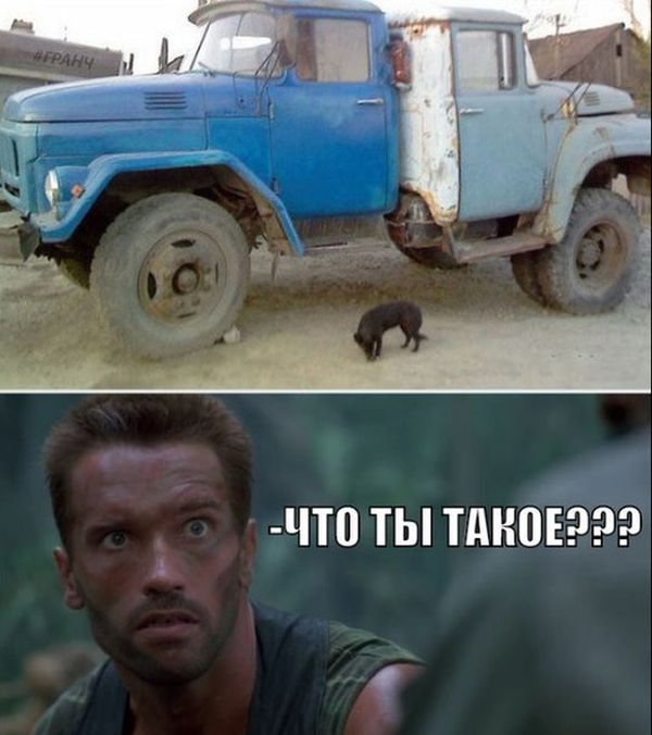 веселая картинка