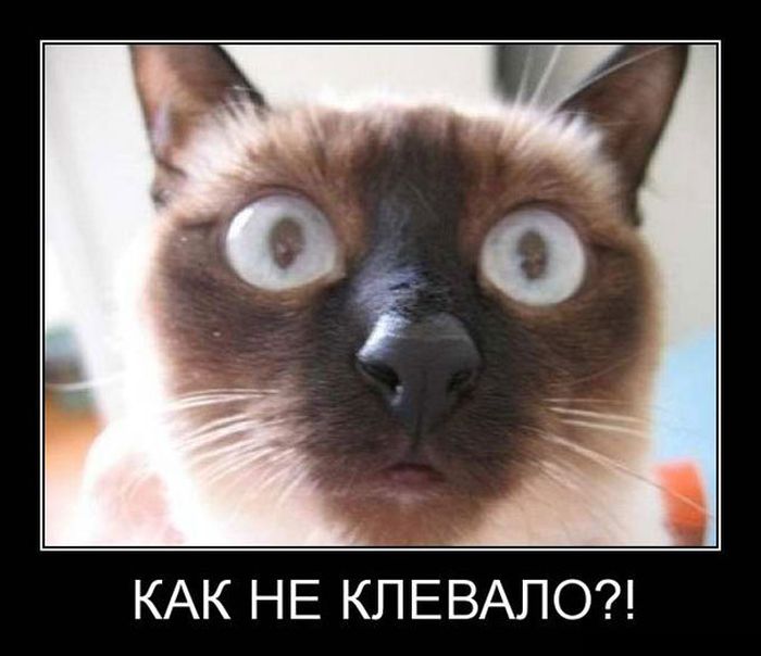 картинка с надписью демотиватор