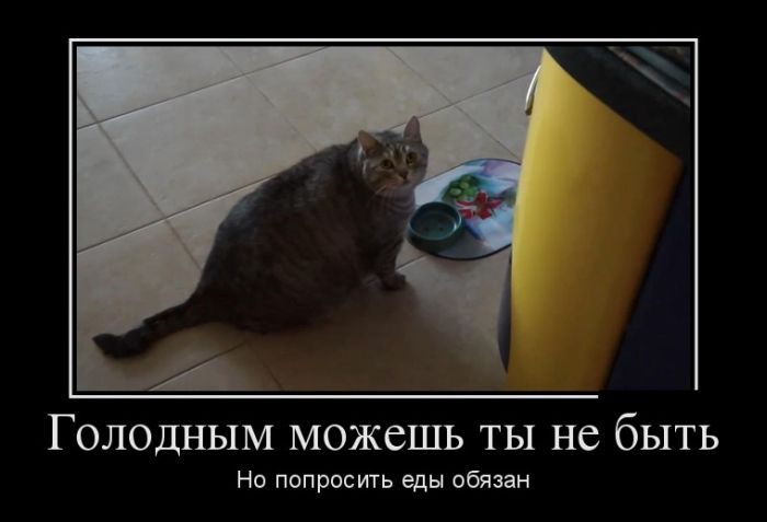 картинка с надписью демотиватор