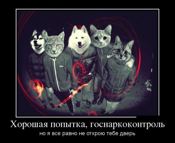 демотиватор картинка