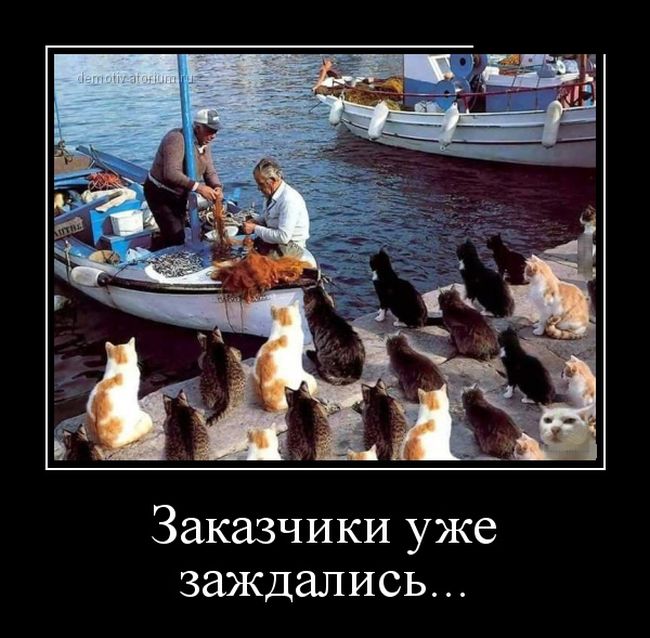 картинка демотиватор