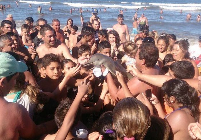 В Аргентине отдыхающие до смерти замучили выброшенного на берег детеныша дельфина 