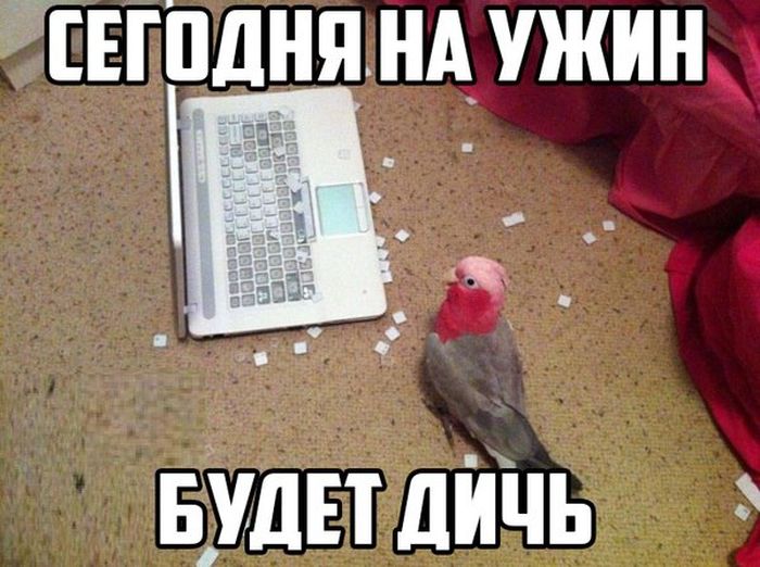 картинка с юмором