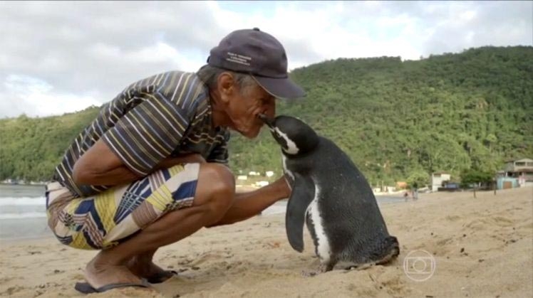 Каждый год этот пингвин проплывает более 8000 км, чтобы увидеться с человеком, который его спас 