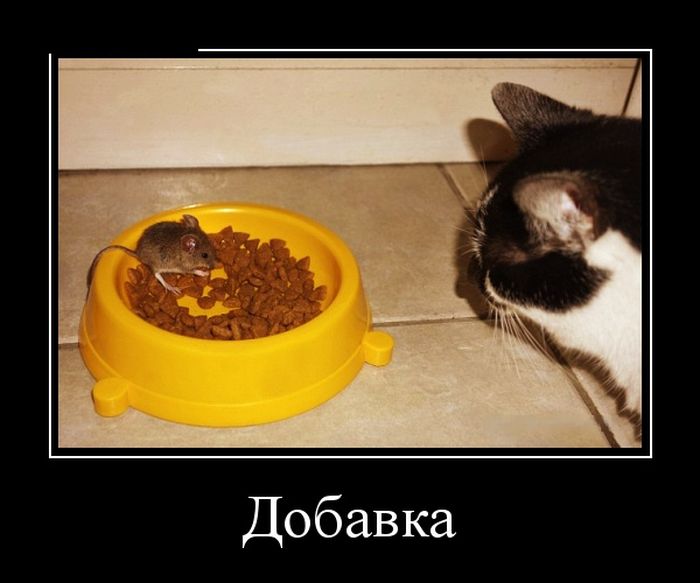 демотиватор с приколом