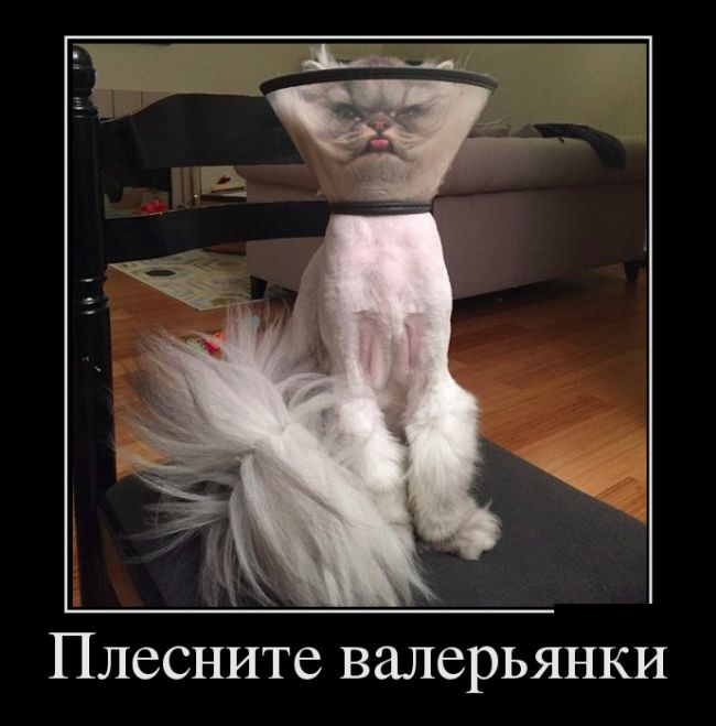картинка демотиватор