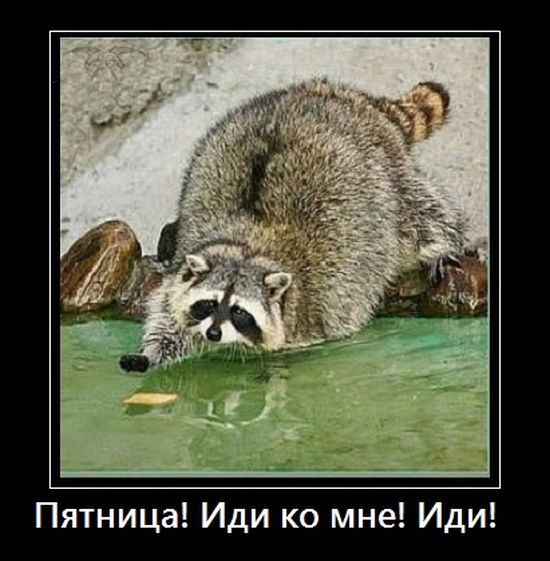 демотиватор картинка