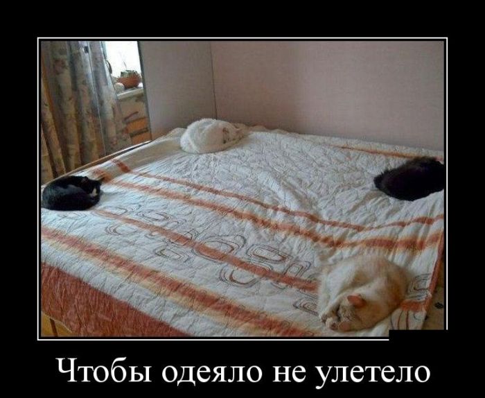 прикольный демотиватор
