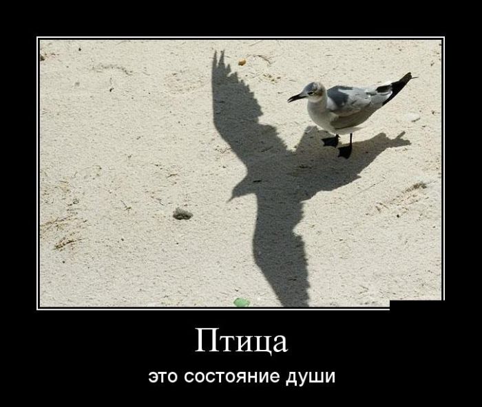прикольный демотиватор