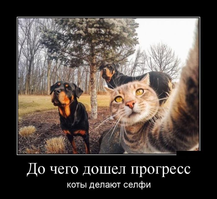 прикольный демотиватор