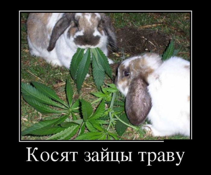 демотиватор