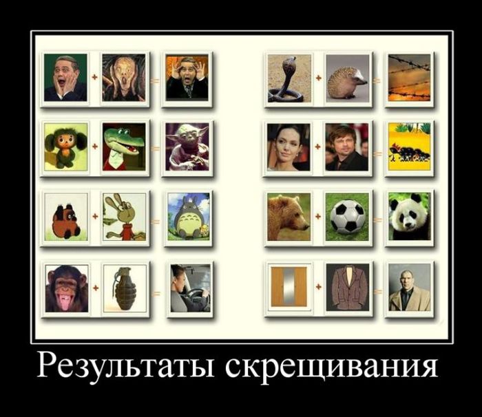 демотиватор