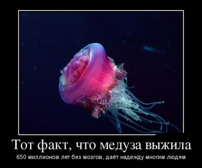 демотиватор