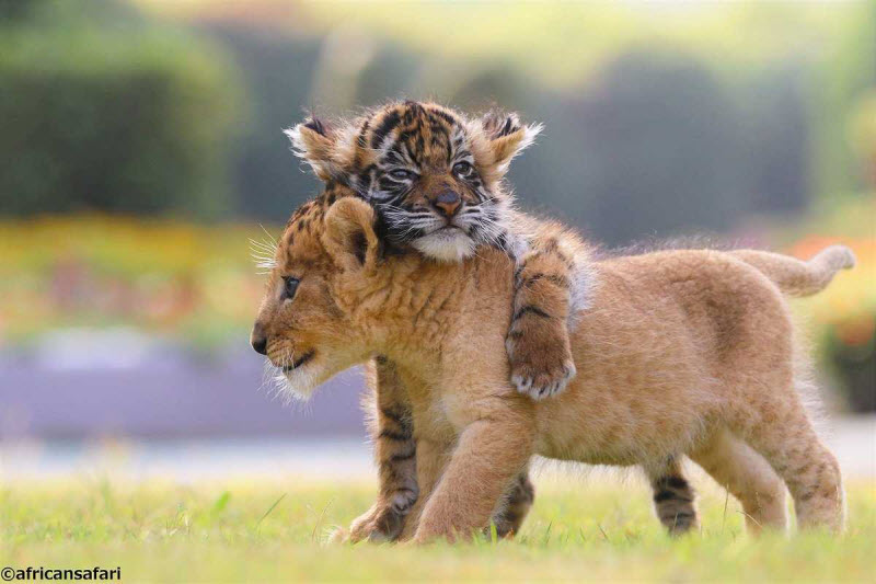Лучшие друзья: Восхитительные фотографии тигренка и львенка в японском сафари-парке 